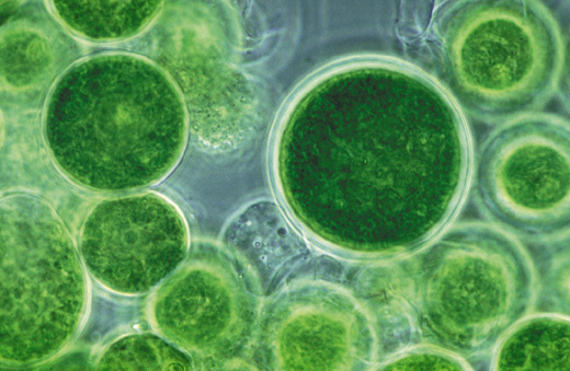 algal biomass